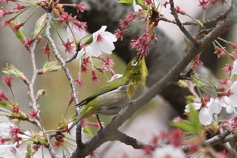 2019年桜と野鳥（７態-1）　さくら公園（八幡市）＆大谷川（八幡市）　2019/04/07-16　Photo by Manda　 （写真提供：　萬田）