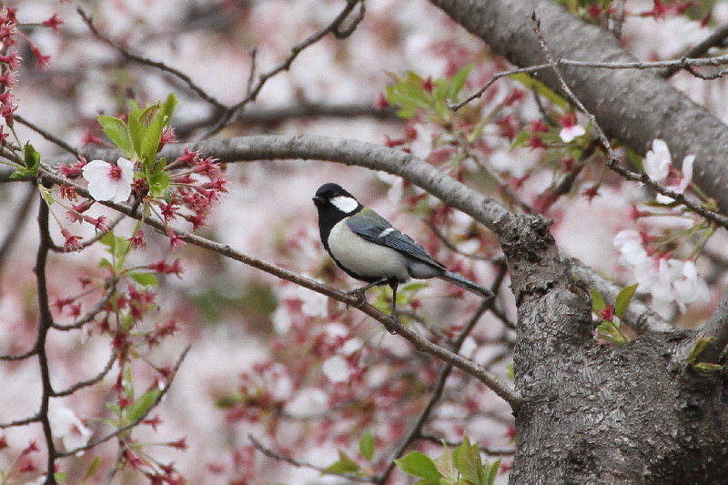 2019年桜と野鳥（７態-3）　さくら公園（八幡市）＆大谷川（八幡市）　2019/04/07-16　Photo by Manda　 （写真提供：　萬田）