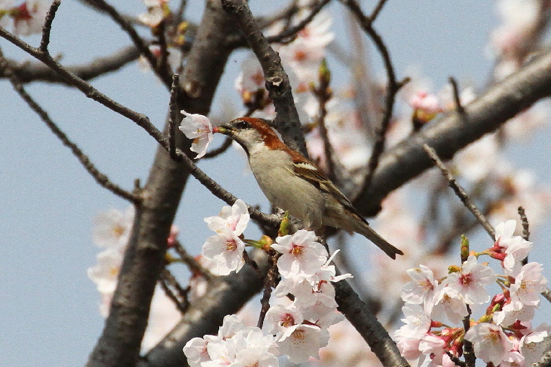 2019年桜と野鳥（７態-4）　さくら公園（八幡市）＆大谷川（八幡市）　2019/04/07-16　Photo by Manda　 （写真提供：　萬田）