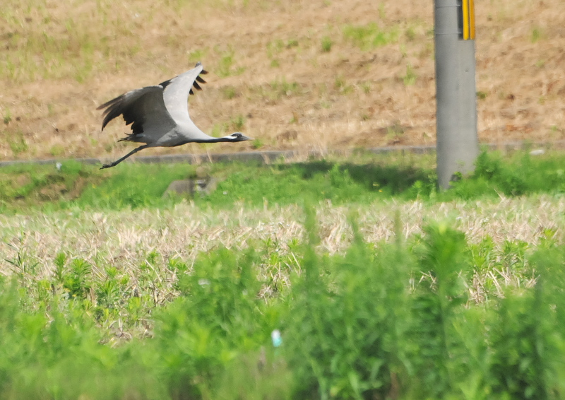 アネハヅル　成鳥　（５態-1）　福井県　2016/07/10　Photo by Takase