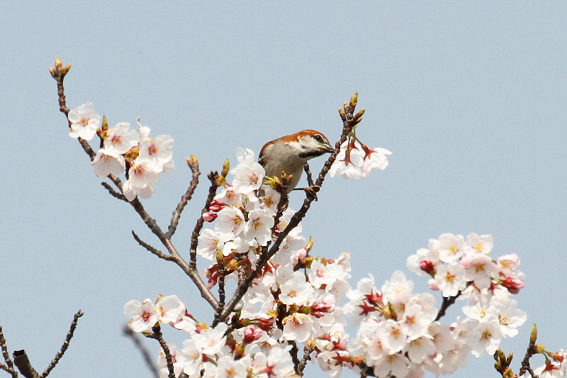 2019年桜と野鳥（７態-5）　さくら公園（八幡市）＆大谷川（八幡市）　2019/04/07-16　Photo by Manda　 （写真提供：　萬田）