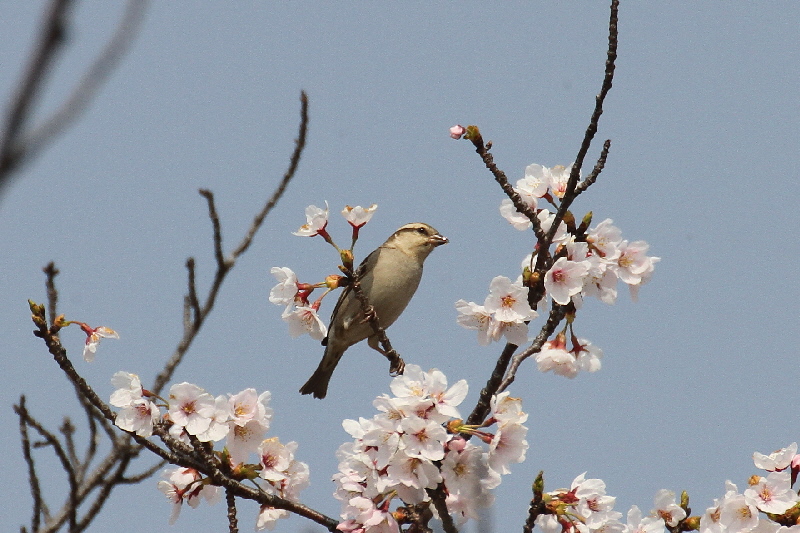 2019年桜と野鳥（７態-6）　さくら公園（八幡市）＆大谷川（八幡市）　2019/04/07-16　Photo by Manda　 （写真提供：　萬田）