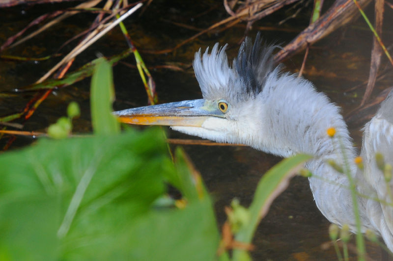 アオサギ　成鳥　2024/10/31　Photo by Kohyuh