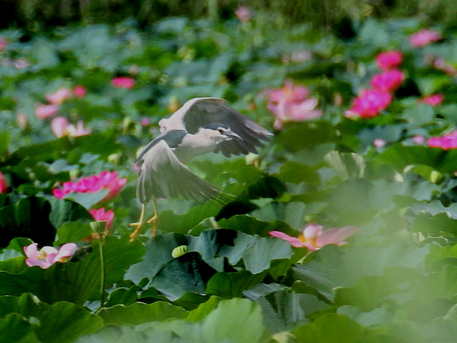 ゴイサギ　成鳥　飛び姿 （３態-3）　水生植物公園みずの森　草津市　2014/08/07　Photo by Manda