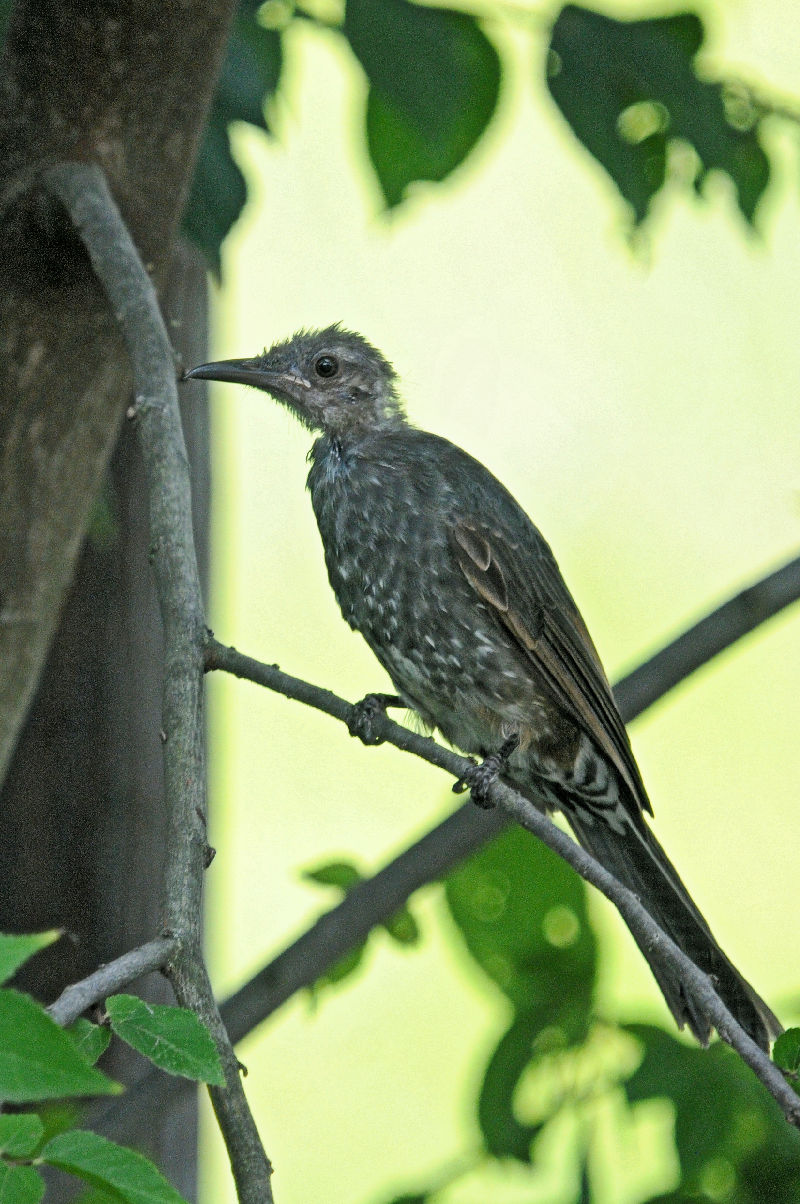 ヒヨドリ （若鳥）　大谷川　八幡市　2024/09/28　Photo by Kohyuh