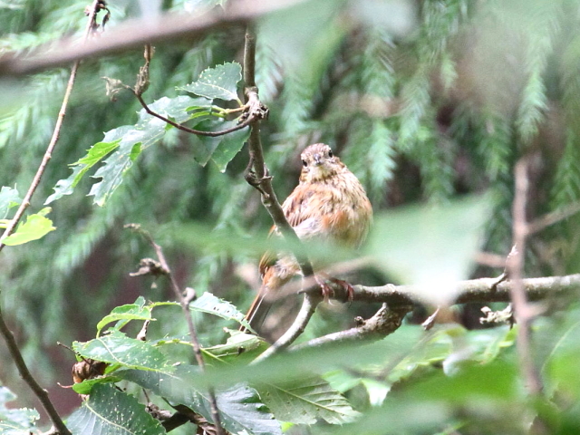 ホオジロの幼鳥（２態-1）　ささやまの森　兵庫県　2014/07/22 Photo by Manda　（写真提供： 萬田）