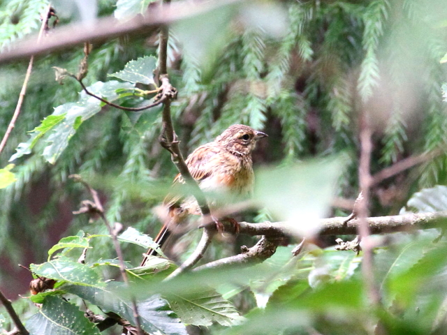 ホオジロの幼鳥（２態-2）　ささやまの森　兵庫県　2014/07/22 Photo by Manda　（写真提供： 萬田）