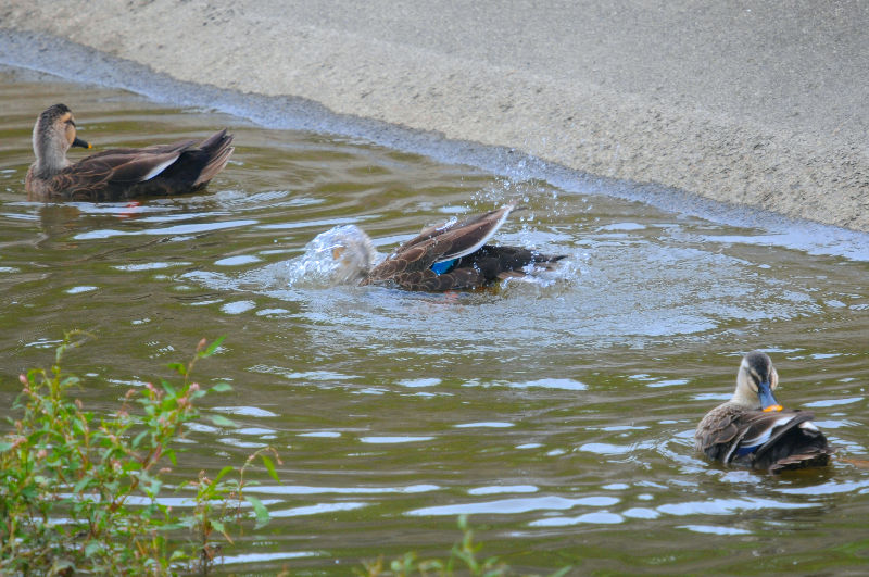 カルガモの水浴び　船橋川　枚方市　2024/10/31　Photo by Kohyuh