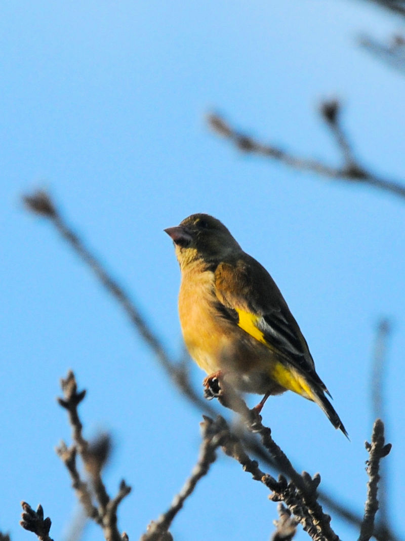 カワラヒワ (河原鶸) Oriental Greenfinch (Carduelis sinica