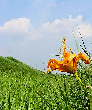 木津川右岸の堤防に咲くヤブカンゾウの花　 Photo by Kohyuh