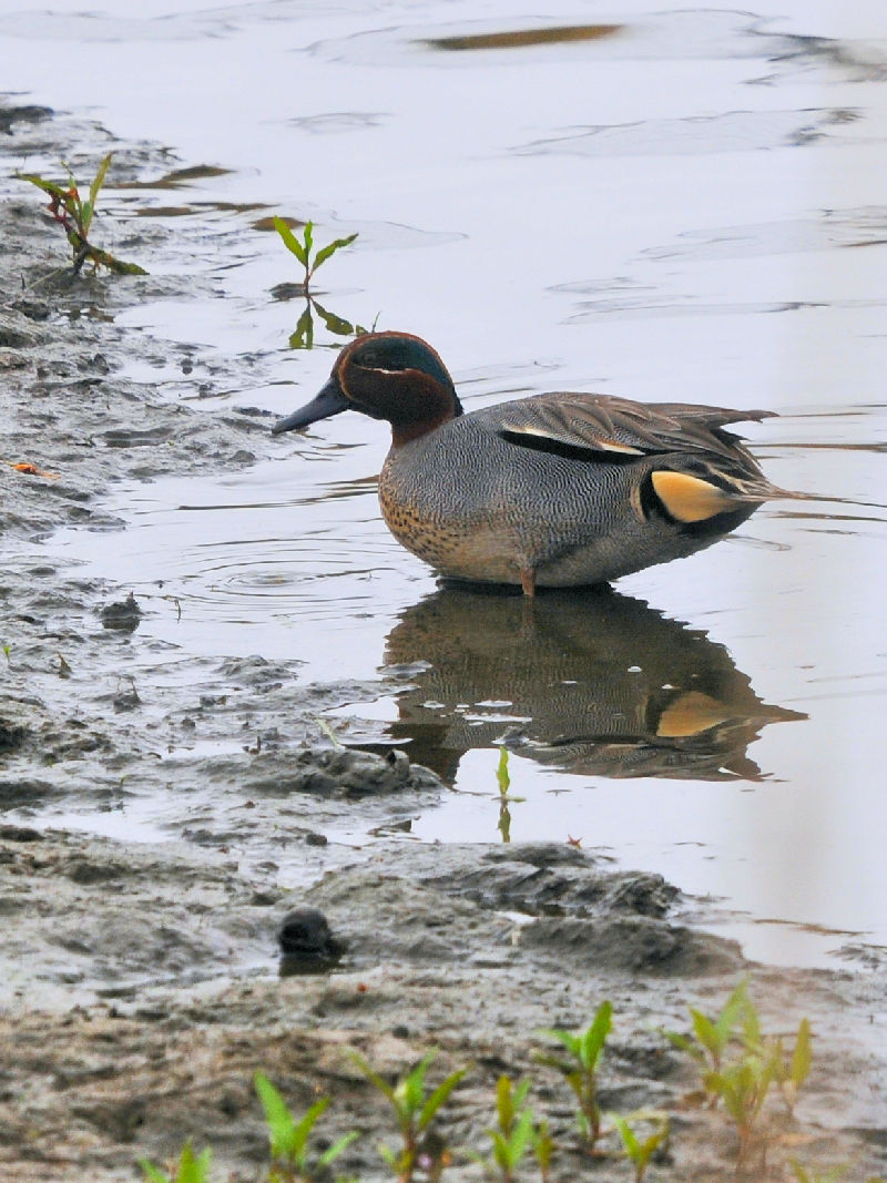 コガモ　成鳥 大谷川　八幡市　2025/04/23　Photo by Kohyuh