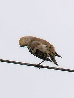 コムクドリの頭掻き　2012/06/09　Photo by Kohyuh