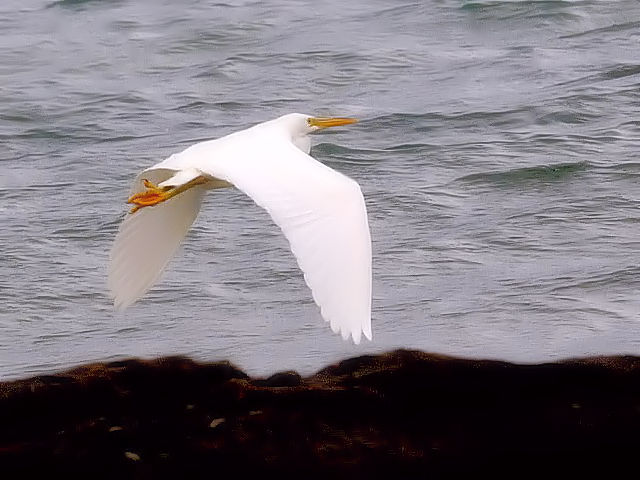 �E クロサギ （白色型）　成鳥　石垣島　沖縄県　2011/01/27　 Photo by Kohyuh