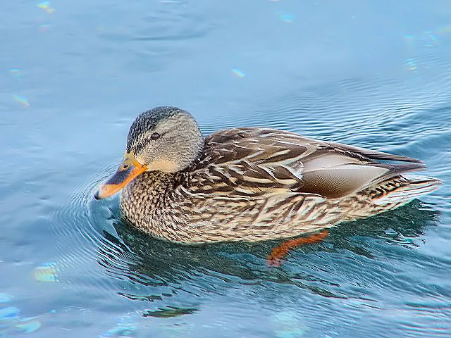 �A マガモ ♀　白鳥公園　濤沸湖　網走　2008/02/05　Photo by Kohyuh