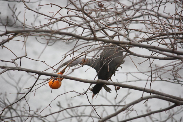 ③ オオバン　成鳥　松山市　2012/12/23　Photo by Manda