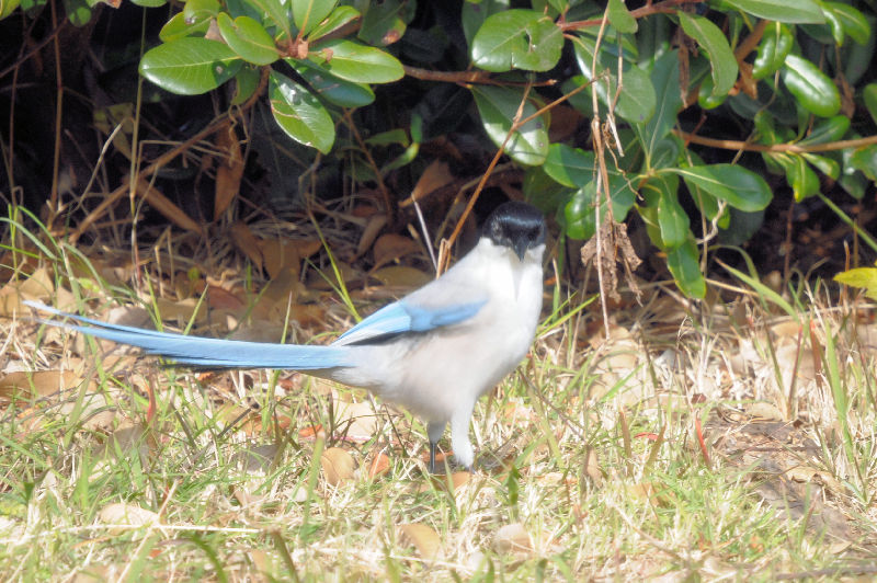 オナガ　成鳥　葛西臨海公園　2024/12/05　Photo by Kohyuh