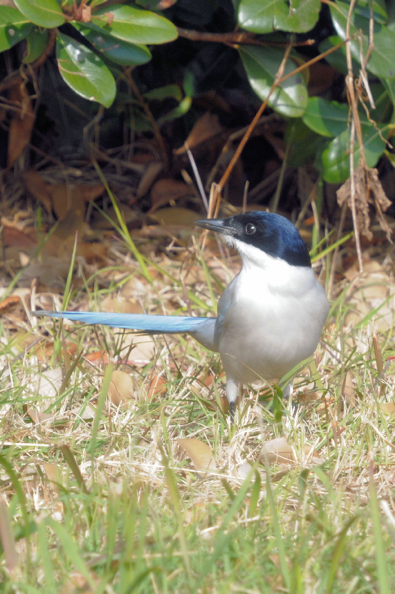 オナガ　成鳥　葛西臨海公園　2024/12/05　Photo by Kohyuh