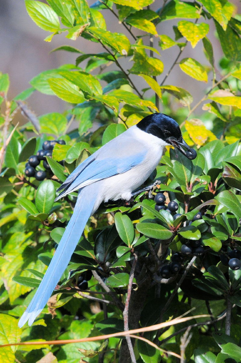 オナガ　成鳥　葛西臨海公園　2024/12/05　Photo by Kohyuh