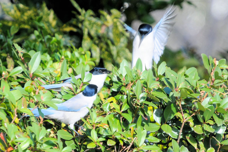 オナガ　成鳥　葛西臨海公園　2024/12/05　Photo by Kohyuh