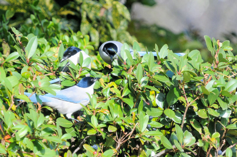 オナガ　成鳥　葛西臨海公園　2024/12/05　Photo by Kohyuh