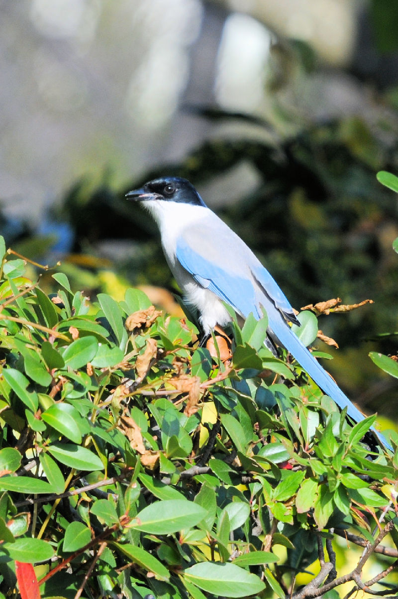 オナガ　成鳥　葛西臨海公園　2024/12/05　Photo by Kohyuh