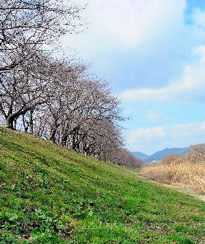 背割堤の桜並木　2006/03/03 Photo by Kohyuh