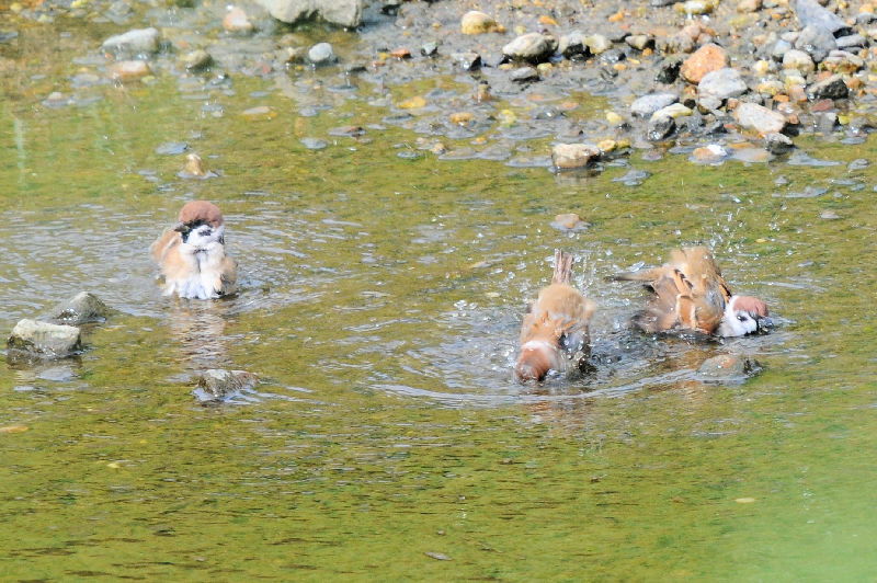 スズメ　船橋川　枚方市　2024/10/31　Photo by Kohyuh