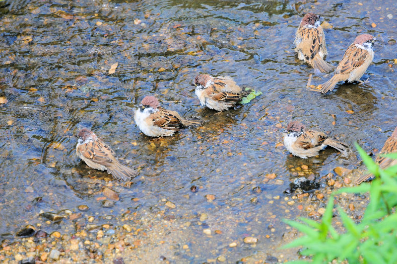 スズメ　大谷川　八幡市　2024/09/27　Photo by Kohyuh