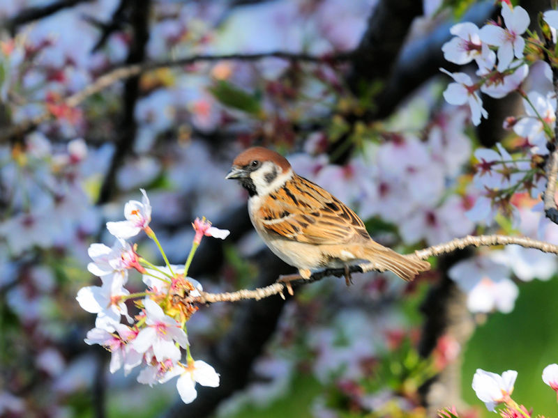 桜は美味しいよ　大谷川　八幡市　2020/04/07　Photo by Kohyuh