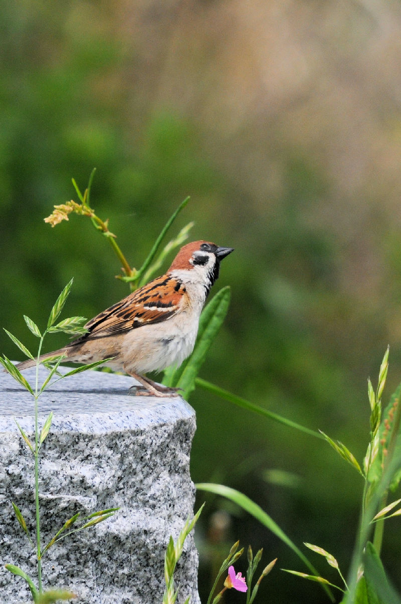 スズメ （雀） Tree Sparrow (Passer montanus saturatus) - 野鳥 