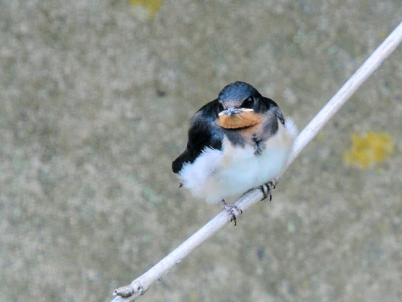 ツバメの幼鳥　大谷川　八幡市　2025/05/26　Photo by Kohyuh