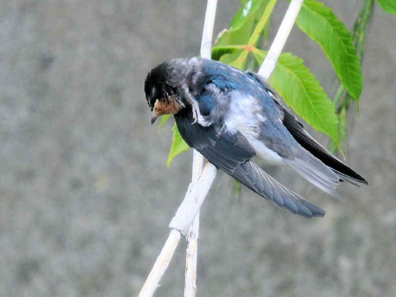 ツバメの幼鳥　大谷川　八幡市　2025/05/26　Photo by Kohyuh
