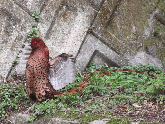 ⑥ ウスアカヤマドリ ♂　成鳥　交野市　2013/03/29　Photo by Manda　（写真提供：　萬田）